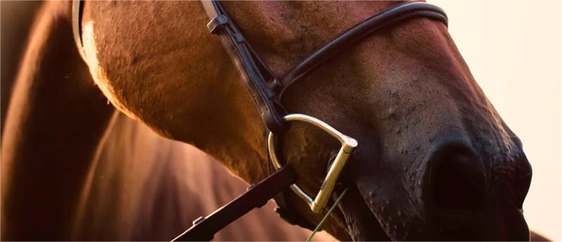 D ring snaffle picture D ring snaffle picture